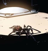 Spiders